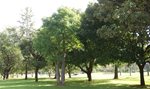 A_Baobab_Tree_grows_alongside_the_6th_fairway